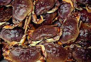 Dungeness crab