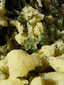 Herring eggs on a pine branch