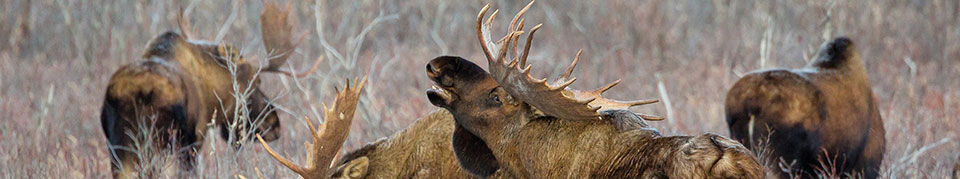 Group of moose