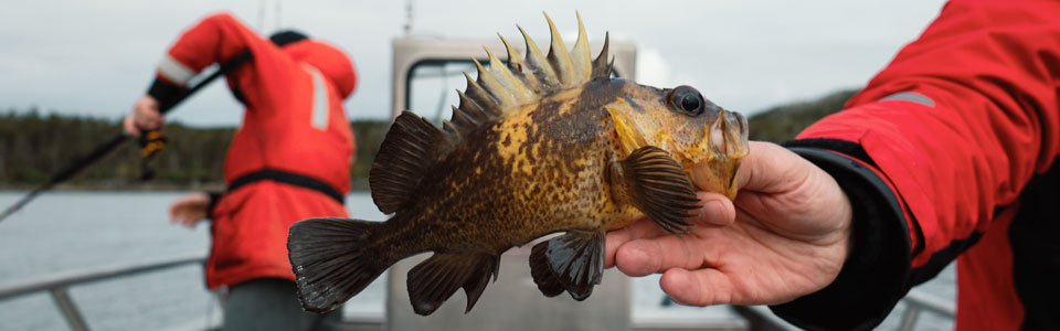 Rockfish Conservation