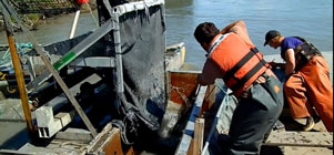 Photo of sampling salmon