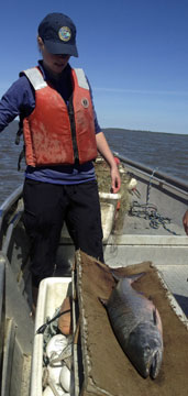 Photo of Laura Junge with salmon for sampling