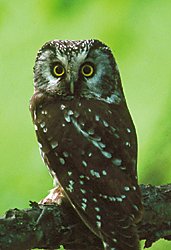 Photo of a boreal owl © Ted Swem