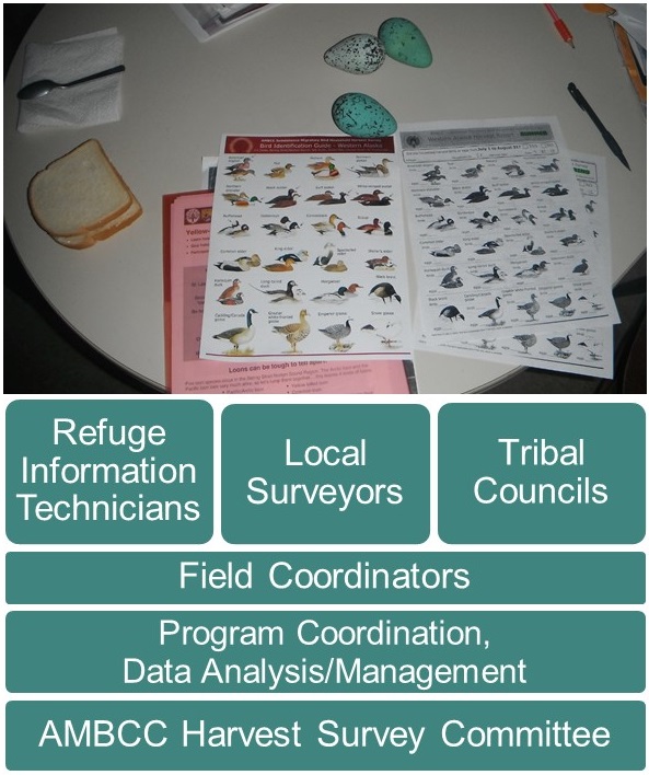 Harvest survey and murre egg, Liliana Naves 2012