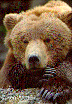 Photo of a brown bear