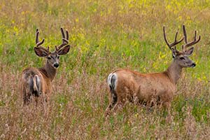 Buck mule deer