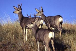 Three mule deer