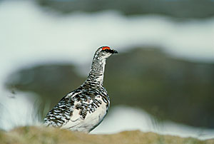 Photo of a rock ptarmigan