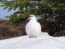 Rock ptarmigan