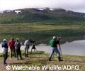 bird migration on the tundra