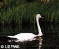 Trumpeter swan.