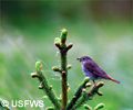 Swainson's thrush.