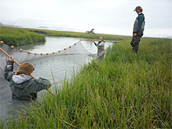 researchers standing in water with net