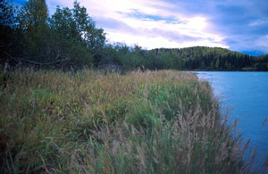 Naturally vegetated bank of Kenai River