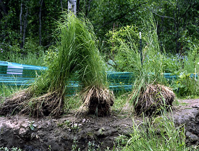 Plugs harvested for transplant