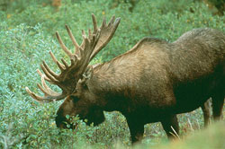 Photo of a moose