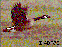 Canada goose