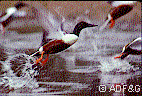 Shoveler taking flight