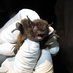 photo of bat