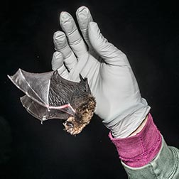 photo of bat