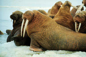 walrus on ice