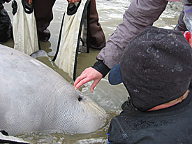 Catching a beluga exhalation on a petri dish for bacterial analysis