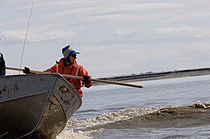 A skiff driving by a beluga whale