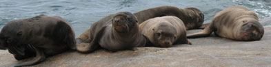 Steller sea lions hauled out