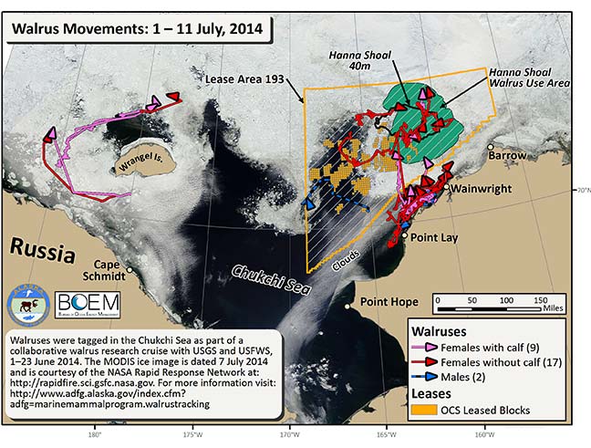 Requested Walrus Tracking Map