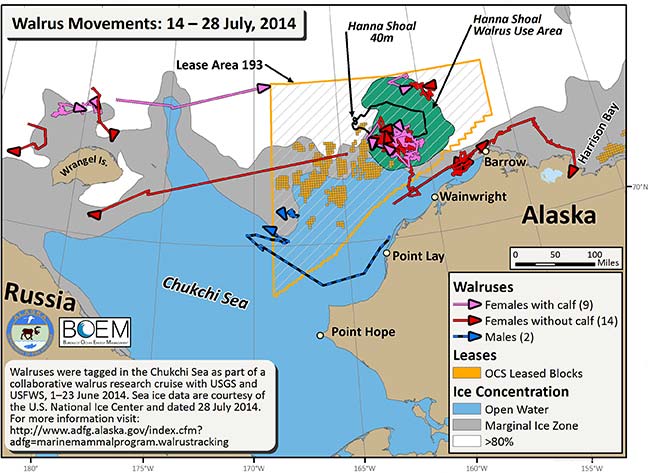 Requested Walrus Tracking Map