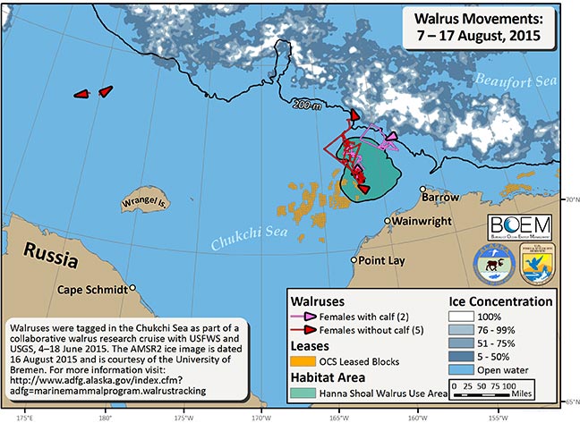 Requested Walrus Tracking Map