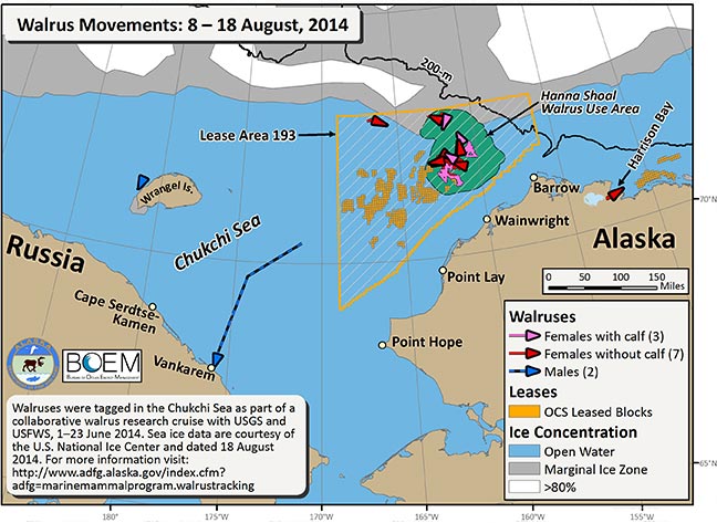 Requested Walrus Tracking Map