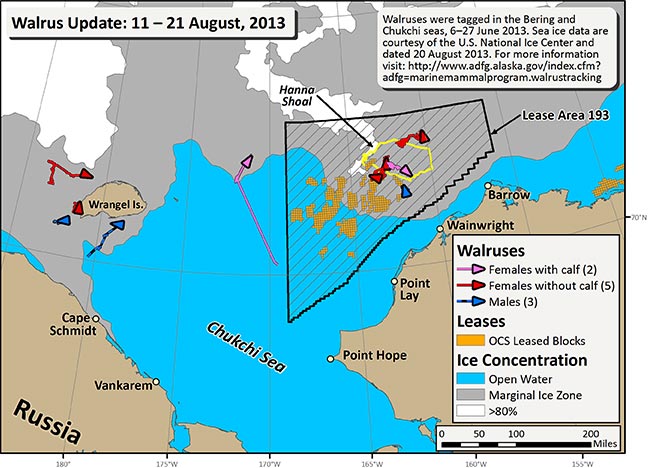 Requested Walrus Tracking Map