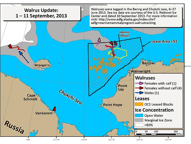 Requested Walrus Tracking Map