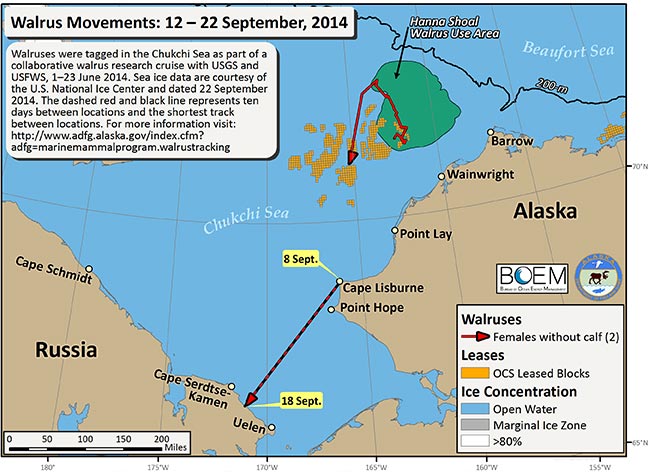 Requested Walrus Tracking Map