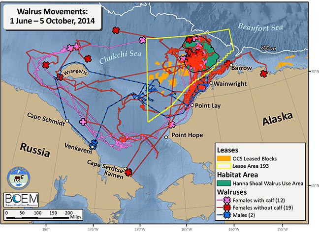 Requested Walrus Tracking Map