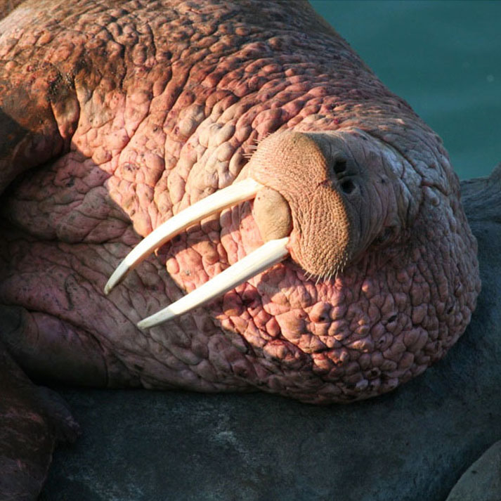 Pacific Walrus