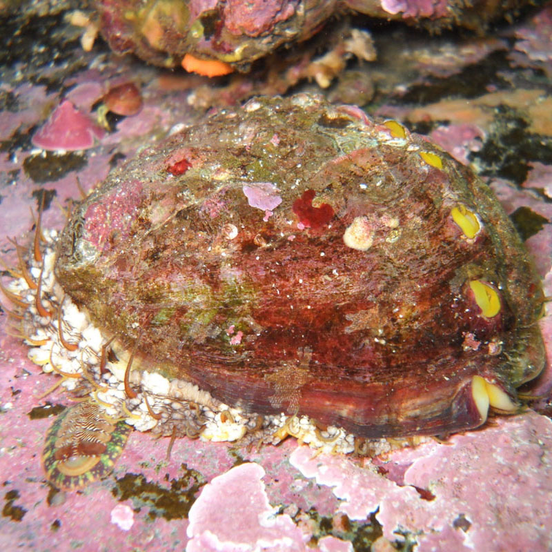 Pinto Abalone