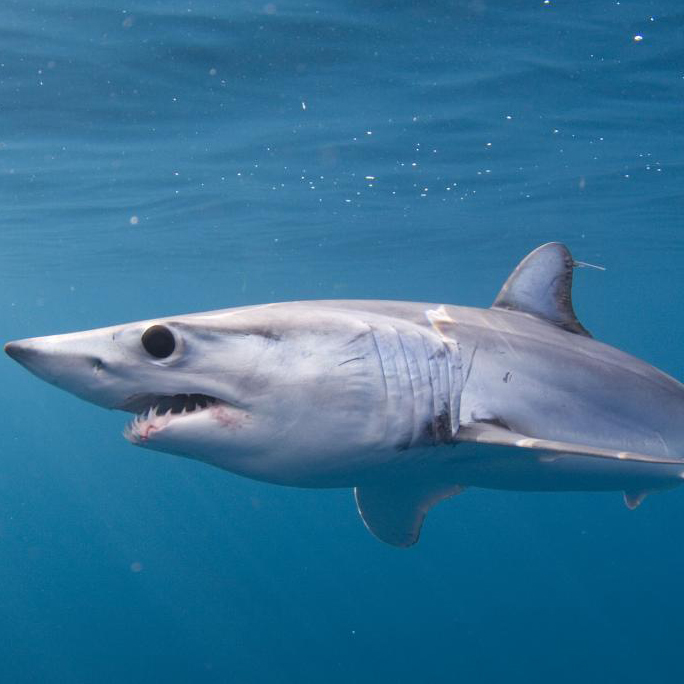 Shortfin Mako Shark