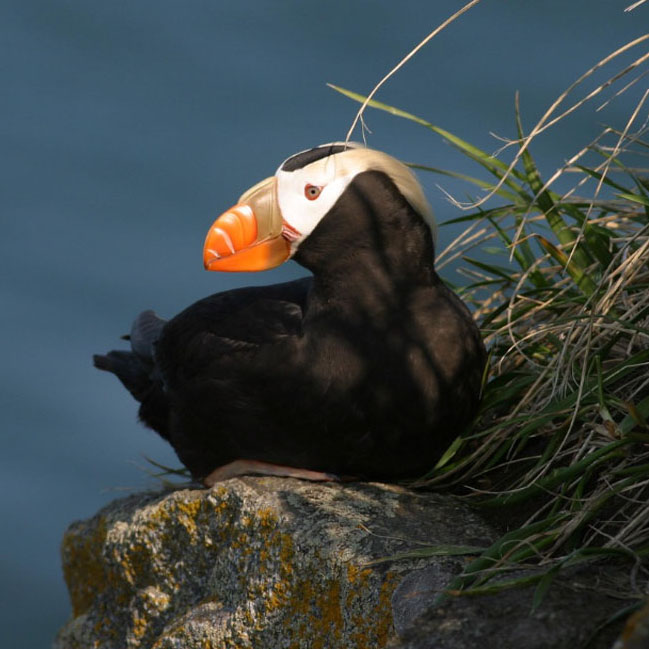 Tufted Puffin