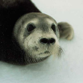 Bearded Seal (Beringia DPS)