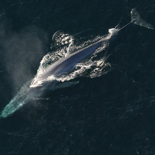 Blue Whale