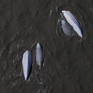 Cook Inlet Beluga Whale