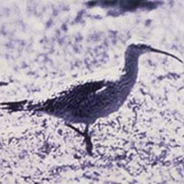 Eskimo Curlew