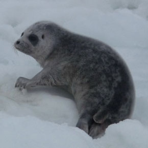 Ringed Seal (Arctic subspecies)