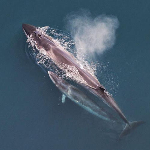 Sei Whale