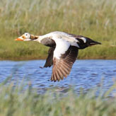 Spectacled Eider