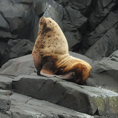 Steller Sea Lion (Western DPS)