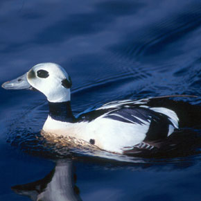 Steller's Eider