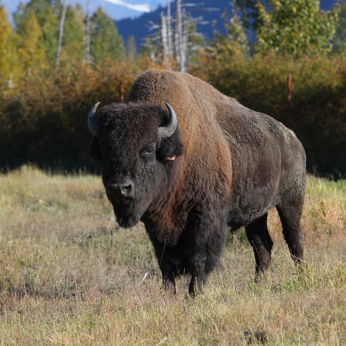 Wood Bison